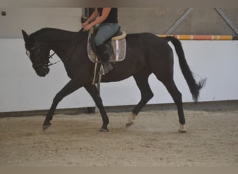 KWPN, Mare, 7 years, 16,1 hh, Black