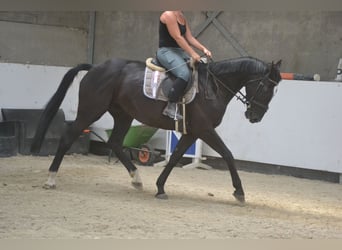 KWPN, Mare, 7 years, 16,1 hh, Black