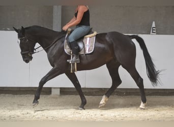 KWPN, Mare, 7 years, 16,1 hh, Black