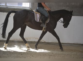 KWPN, Mare, 7 years, 16,1 hh, Black