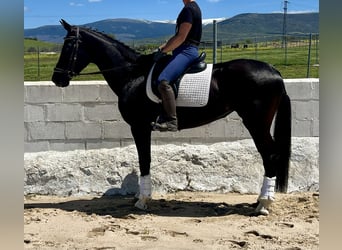 KWPN, Mare, 7 years, 16,1 hh, Black