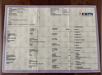 KWPN, Mare, 7 years, 16,1 hh, Black