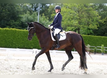 KWPN, Mare, 7 years, 16,1 hh, Black