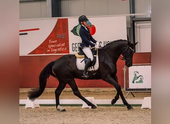 KWPN, Mare, 7 years, 16,1 hh, Black