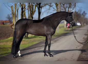KWPN, Mare, 7 years, 16,1 hh, Black