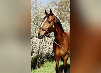 KWPN, Mare, 7 years, 16,1 hh, Brown