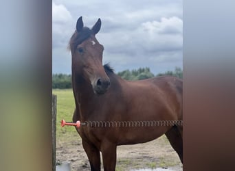 KWPN, Mare, 7 years, 16,1 hh, Brown