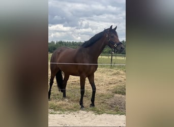 KWPN, Mare, 7 years, 16,1 hh, Brown