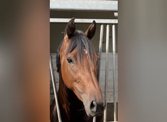 KWPN, Mare, 7 years, 16,1 hh, Brown