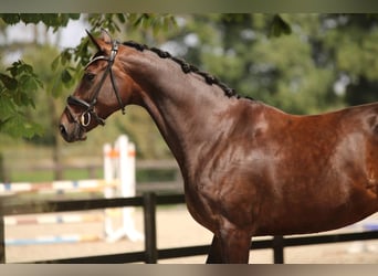KWPN, Mare, 7 years, 16,1 hh, Brown
