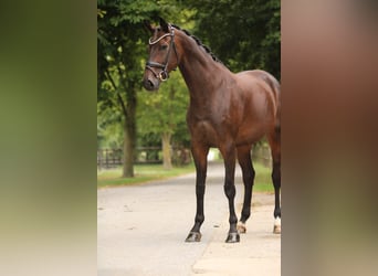 KWPN, Mare, 7 years, 16,1 hh, Brown