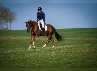 KWPN, Mare, 7 years, 16,1 hh, Chestnut-Red