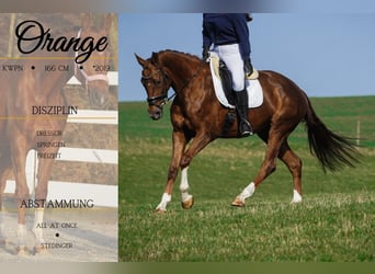 KWPN, Mare, 7 years, 16,1 hh, Chestnut-Red