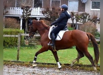 KWPN, Mare, 7 years, 16,1 hh, Chestnut-Red