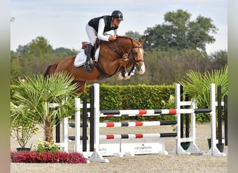 KWPN, Mare, 7 years, 16,1 hh, Chestnut-Red