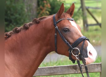 KWPN, Mare, 7 years, 16,1 hh, Chestnut-Red