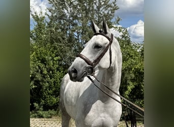 KWPN, Mare, 7 years, 16,1 hh, Grey