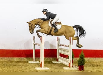 KWPN, Mare, 7 years, 16,1 hh