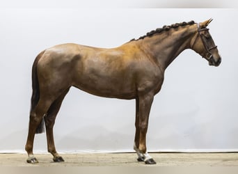 KWPN, Mare, 7 years, 16,1 hh