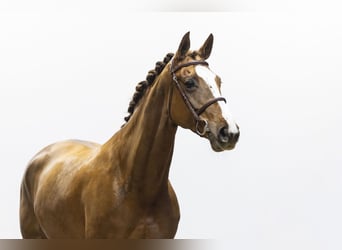 KWPN, Mare, 7 years, 16,1 hh