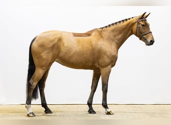 KWPN, Mare, 7 years, 16,1 hh
