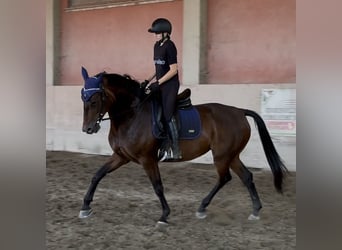 KWPN, Mare, 7 years, 16,2 hh, Bay-Dark