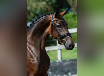 KWPN, Mare, 7 years, 16,2 hh, Bay-Dark