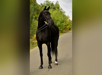 KWPN, Mare, 7 years, 16,2 hh, Black