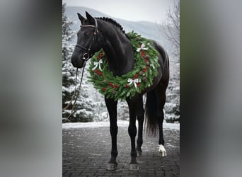 KWPN, Mare, 7 years, 16,2 hh, Black