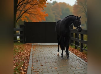 KWPN, Mare, 7 years, 16,2 hh, Black