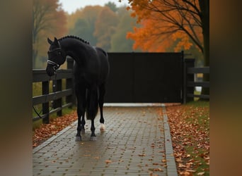 KWPN, Mare, 7 years, 16,2 hh, Black