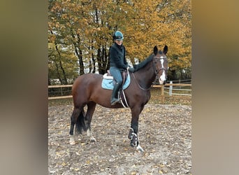 KWPN, Mare, 7 years, 16,2 hh, Brown