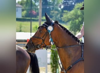 KWPN, Mare, 7 years, 16,2 hh, Brown