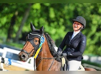 KWPN, Mare, 7 years, 16,2 hh, Brown