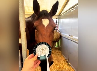 KWPN, Mare, 7 years, 16,2 hh, Brown