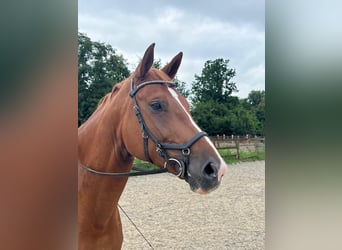 KWPN, Mare, 7 years, 16,2 hh, Chestnut-Red