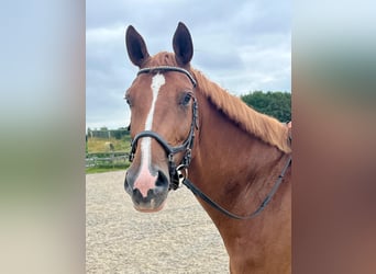 KWPN, Mare, 7 years, 16,2 hh, Chestnut-Red