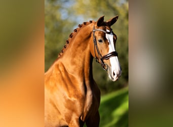 KWPN, Mare, 7 years, 16,2 hh, Chestnut-Red