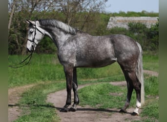 KWPN, Mare, 7 years, 16,2 hh, Gray