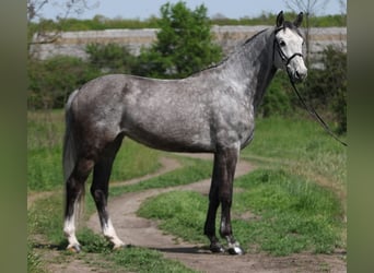 KWPN, Mare, 7 years, 16,2 hh, Gray