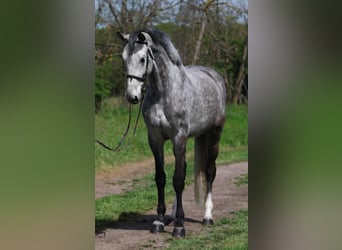 KWPN, Mare, 7 years, 16,2 hh, Gray