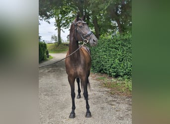 KWPN, Mare, 7 years, 16,3 hh, Black