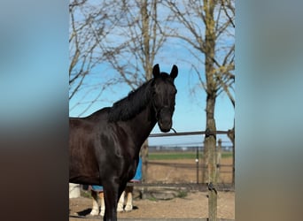KWPN, Mare, 7 years, 16,3 hh, Black