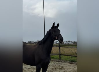 KWPN, Mare, 7 years, 16,3 hh, Black
