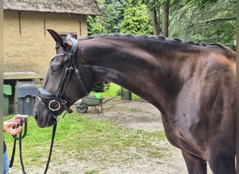 KWPN, Mare, 7 years, 16,3 hh, Black