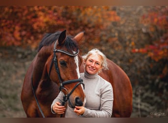 KWPN, Mare, 7 years, 16,3 hh, Brown