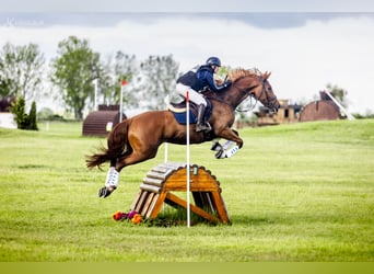 KWPN, Mare, 7 years, 16,3 hh, Chestnut-Red