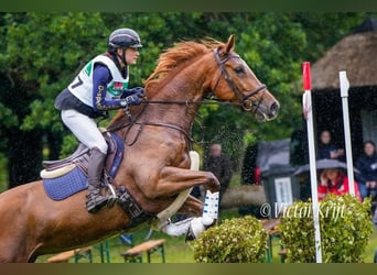 KWPN, Mare, 7 years, 16,3 hh, Chestnut-Red