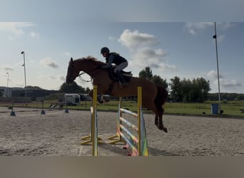 KWPN, Mare, 7 years, 16,3 hh, Chestnut-Red