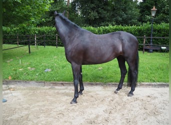 KWPN, Mare, 7 years, 17.2 hh, Black